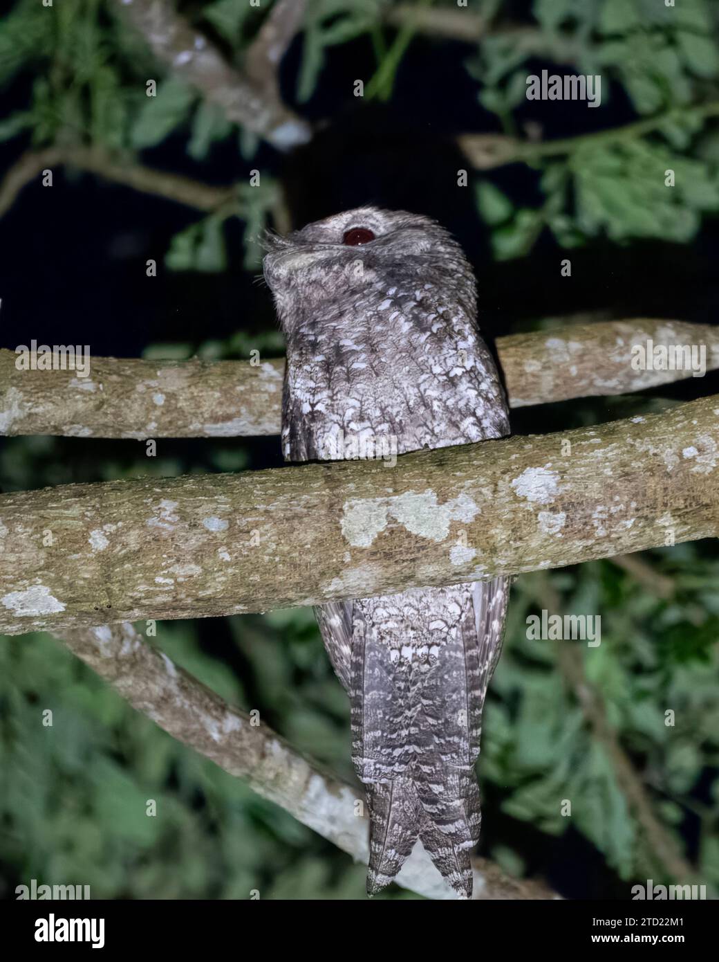 Mouches papoues (Podargus papuensis) observées à Waigeo en Papouasie occidentale, Indonésie Banque D'Images