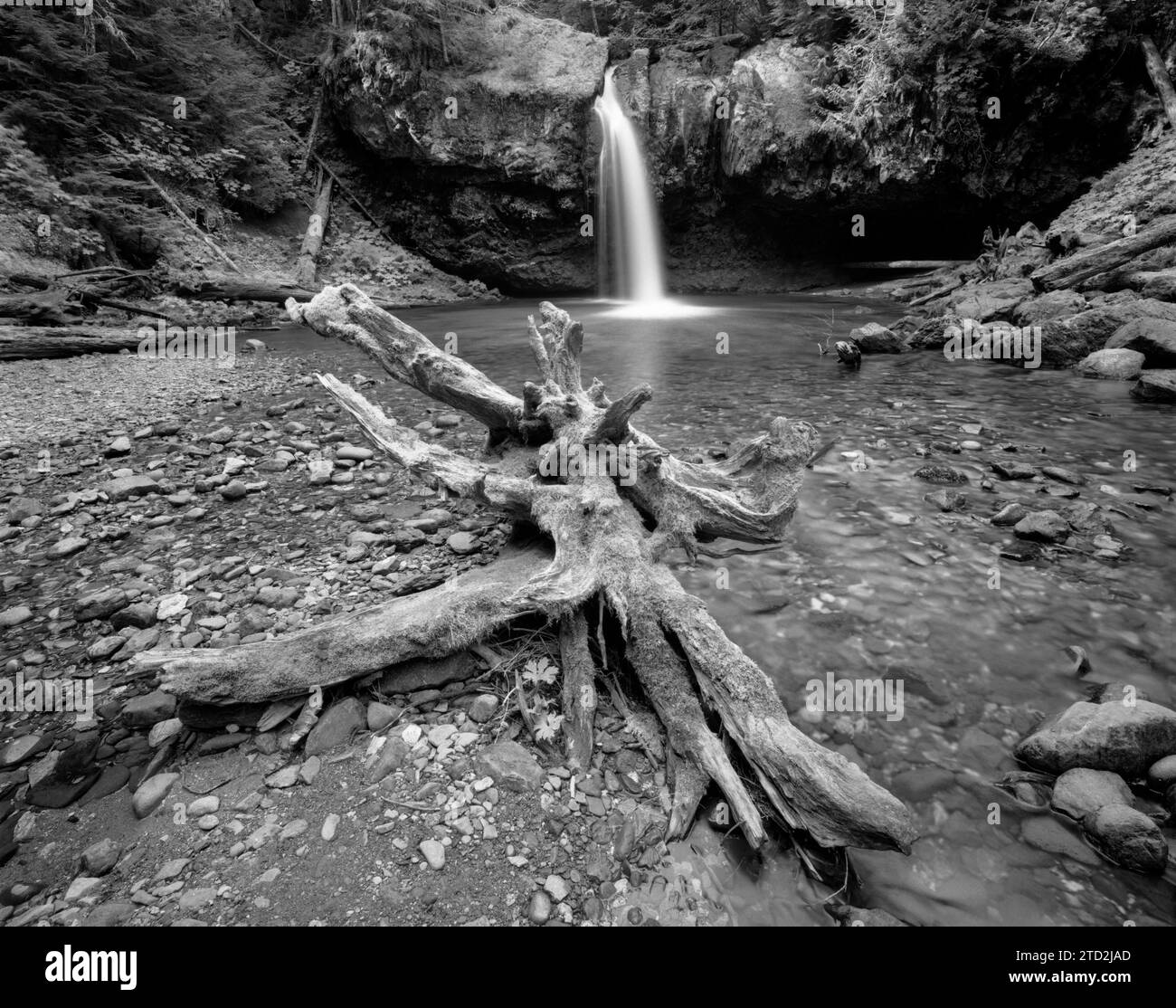 BW01721-00....WASHINGTON - chutes d'Iron Creek dans la forêt nationale Gifford Pinchot. Banque D'Images