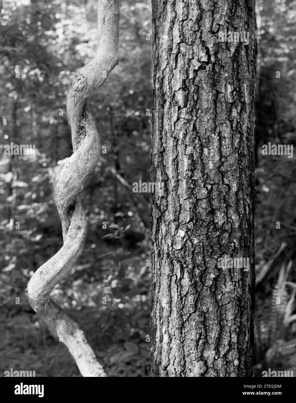 BW01859-00.. Caroline du Sud - vigne torsadée et arbre. Banque D'Images