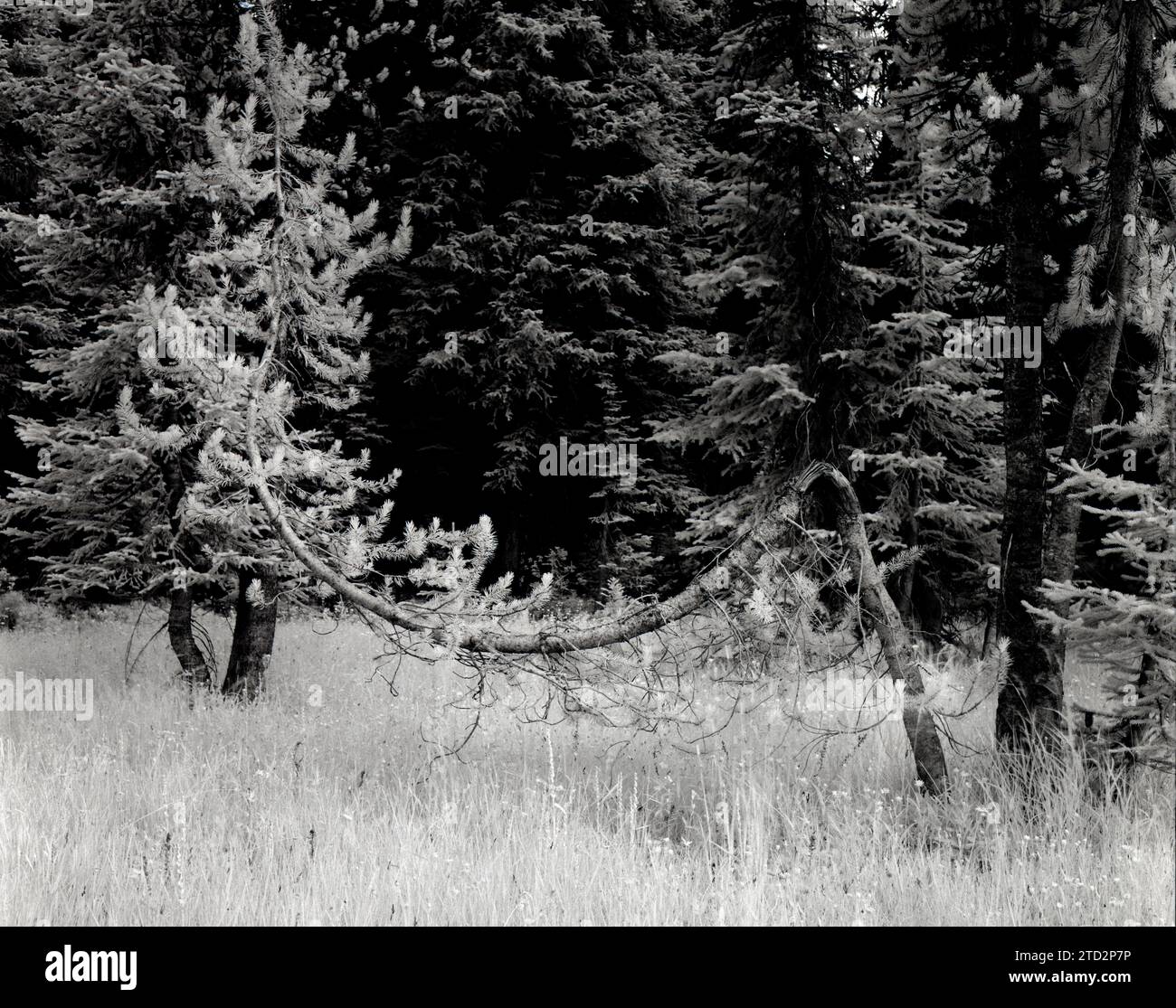 HB49713-00.. OREGON - arbre courbé dans la nature sauvage d'Egal Cap. Caméra Rolleicord TLR avec film IR Rollei. Banque D'Images