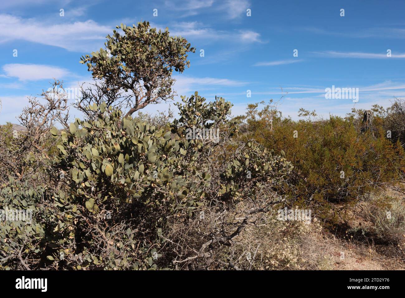 Jojoba, Simmondsia Chinensis, un arbuste indigène, avec l'âge développe une canopée plus élevée et ombrage les branches inférieures taillées, automne dans le désert des Eagle Mountains. Banque D'Images