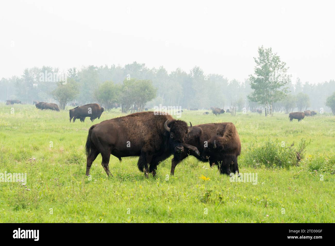 Bisons des plaines (Bison bison bison) au parc national Elk Island en Alberta, Canada, Canada. Banque D'Images