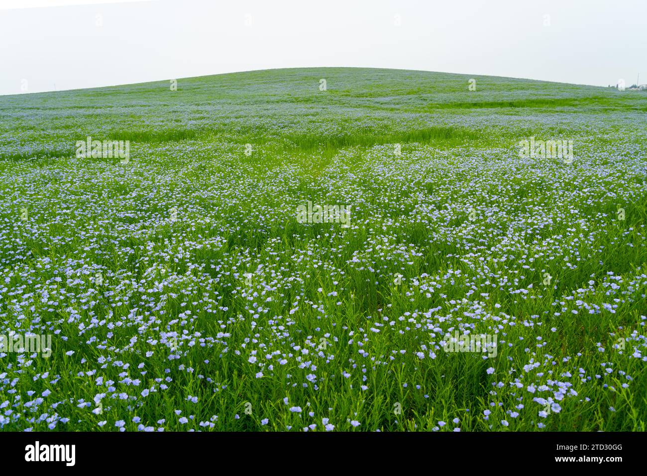 Floraison de lin (Linum usitatissimum) champ en été. Canada. Banque D'Images