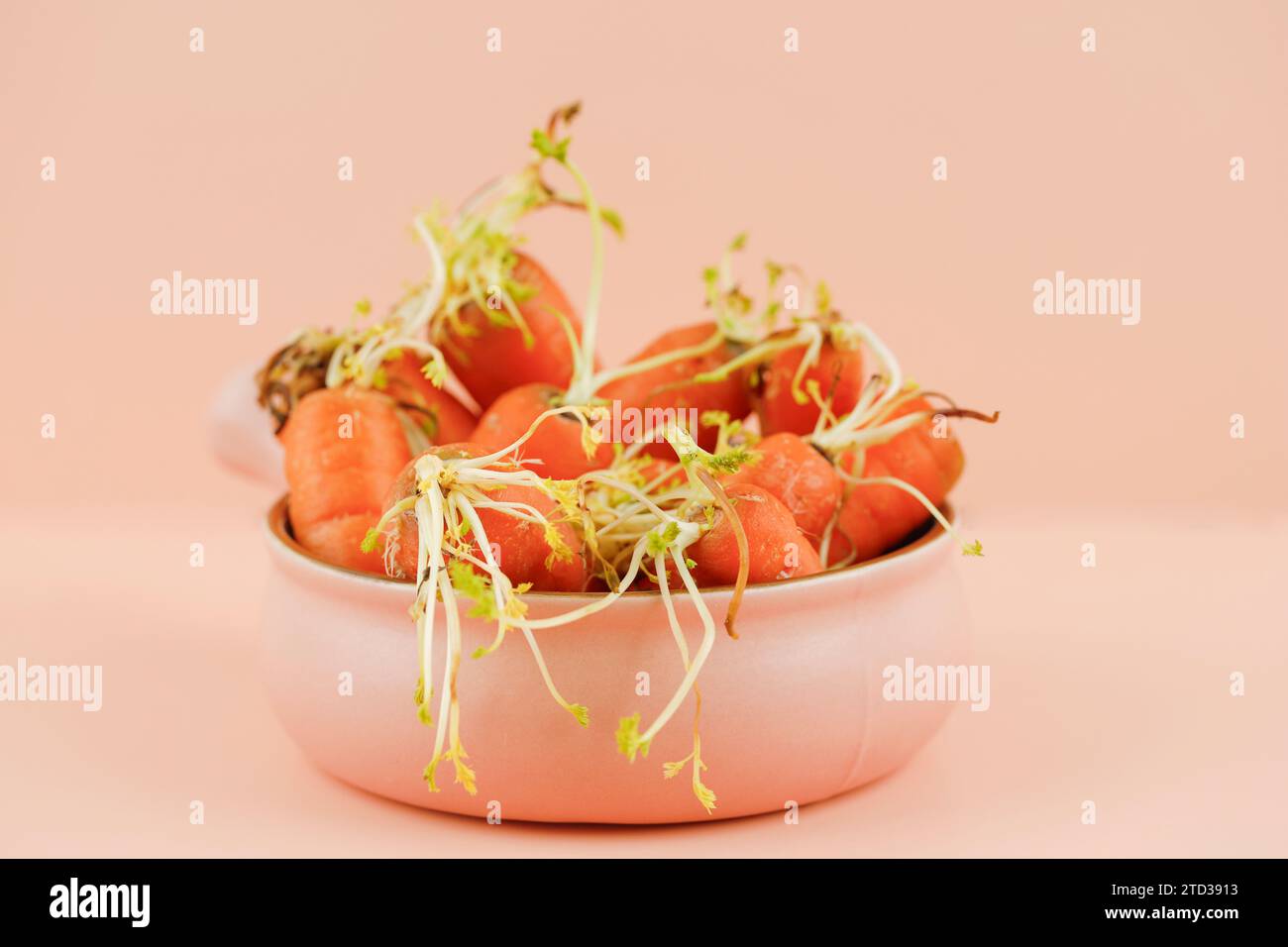 Pas frais Rotten Carrot, carotte avec Sprout Banque D'Images