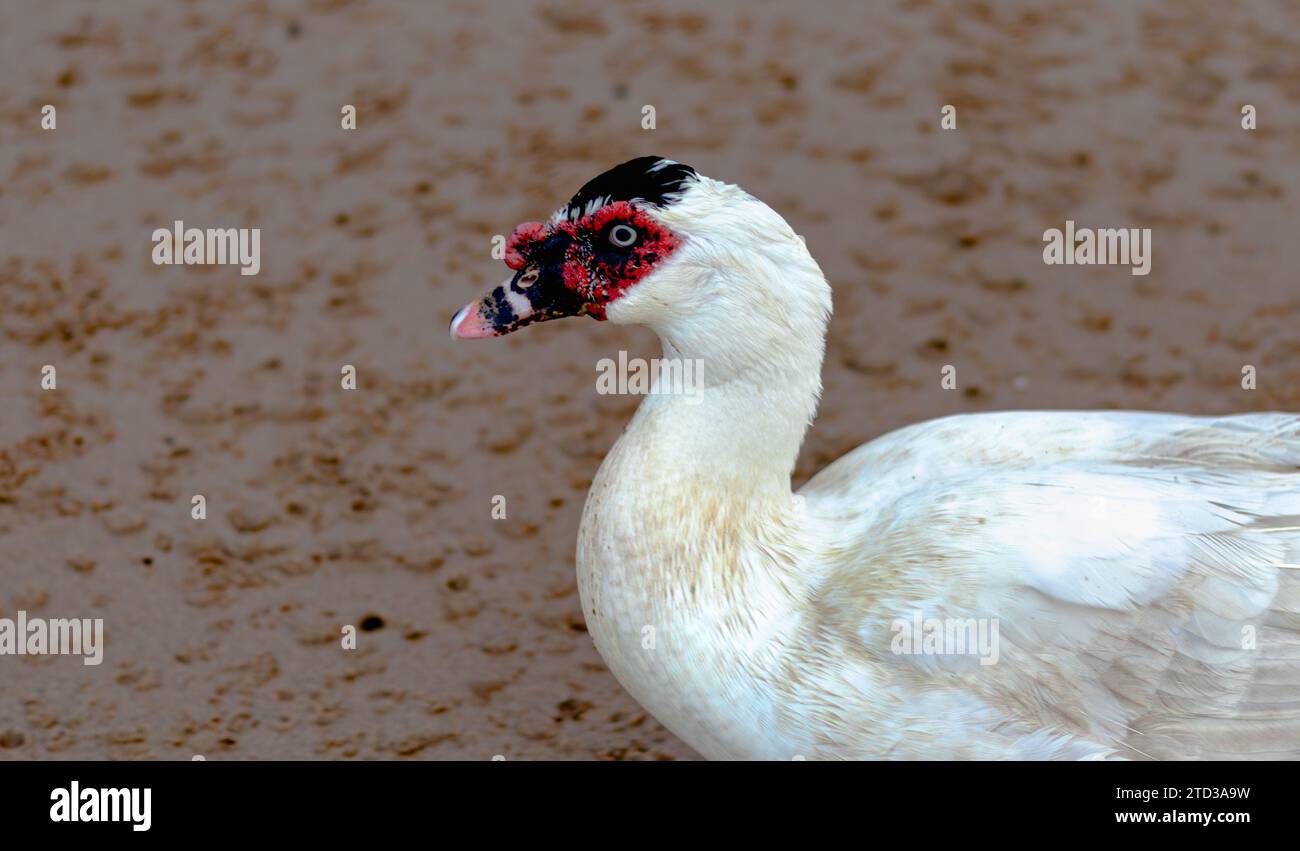 Cairina moschata - Canard de Muscovy domestique avec visage rouge Banque D'Images