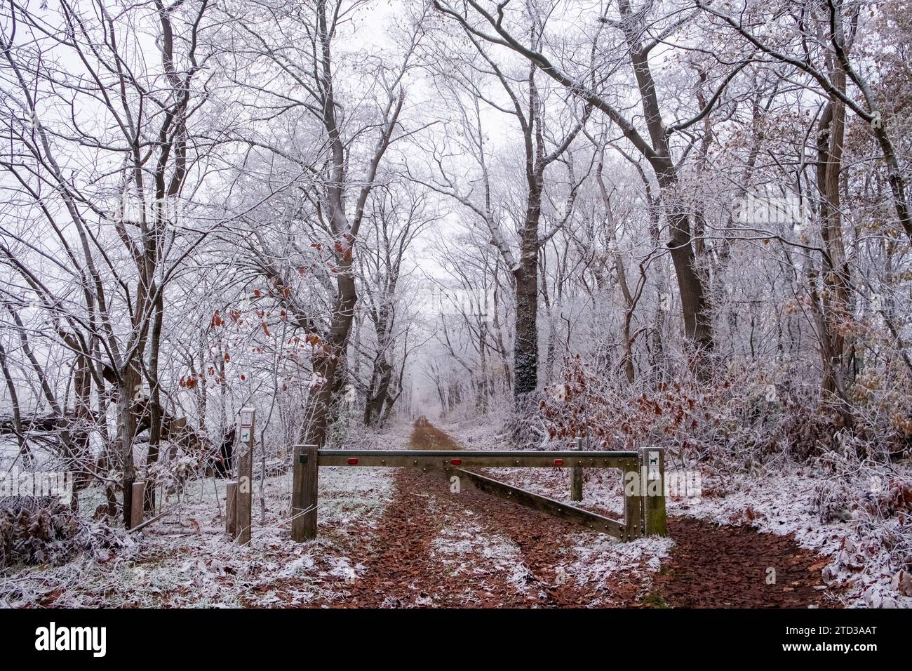 Cette photographie présente une vue captivante d'un chemin boisé dépoussiéré de neige, menant le regard à travers une porte et au cœur d'une forêt recouverte de gel hivernal. Les arbres, leurs branches recouvertes d’un délicat glaçage, créent une tapisserie monochromatique ponctuée par les quelques feuilles restantes accrochées aux branches. Le sol, tacheté de feuilles et de neige tombées, ajoute une richesse à la palette de couleurs par ailleurs sourde, invoquant un sentiment de calme et de solitude dans le calme de la nature. Frost-Clad Pathway à travers les bois. Photo de haute qualité Banque D'Images