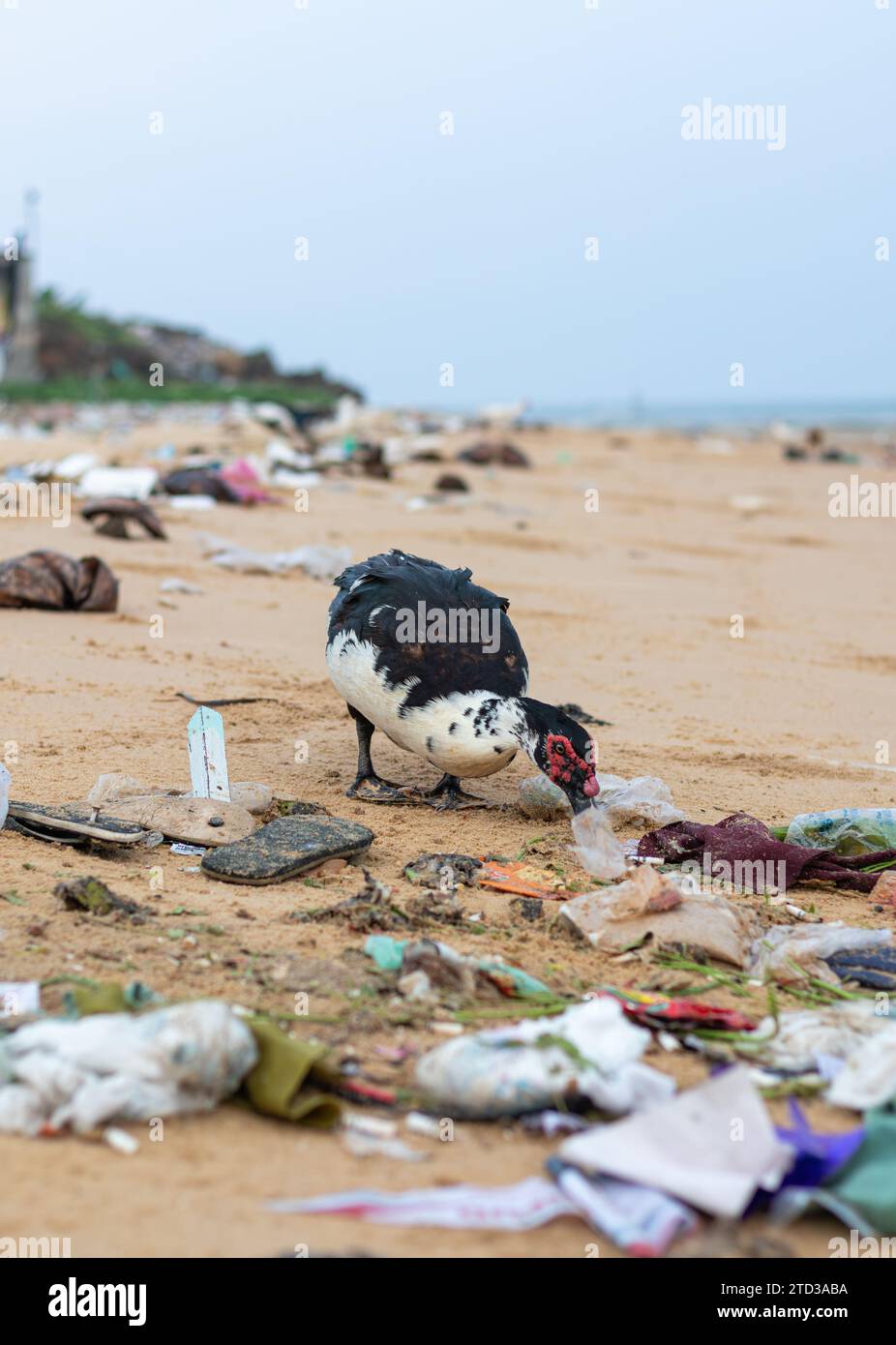 Cairina moschata -domestica canard de Barbarie à la recherche de nourriture dans des tas de déchets dispersés sur la plage. pollution plastique, problèmes environnementaux Banque D'Images