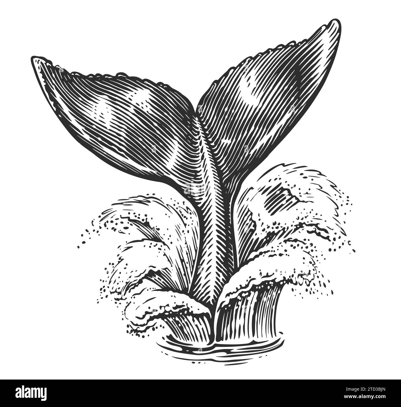 Queue de baleine au-dessus de l'eau de mer. Poisson ou sirène, dessin illustration gravure style dessiné à la main Banque D'Images
