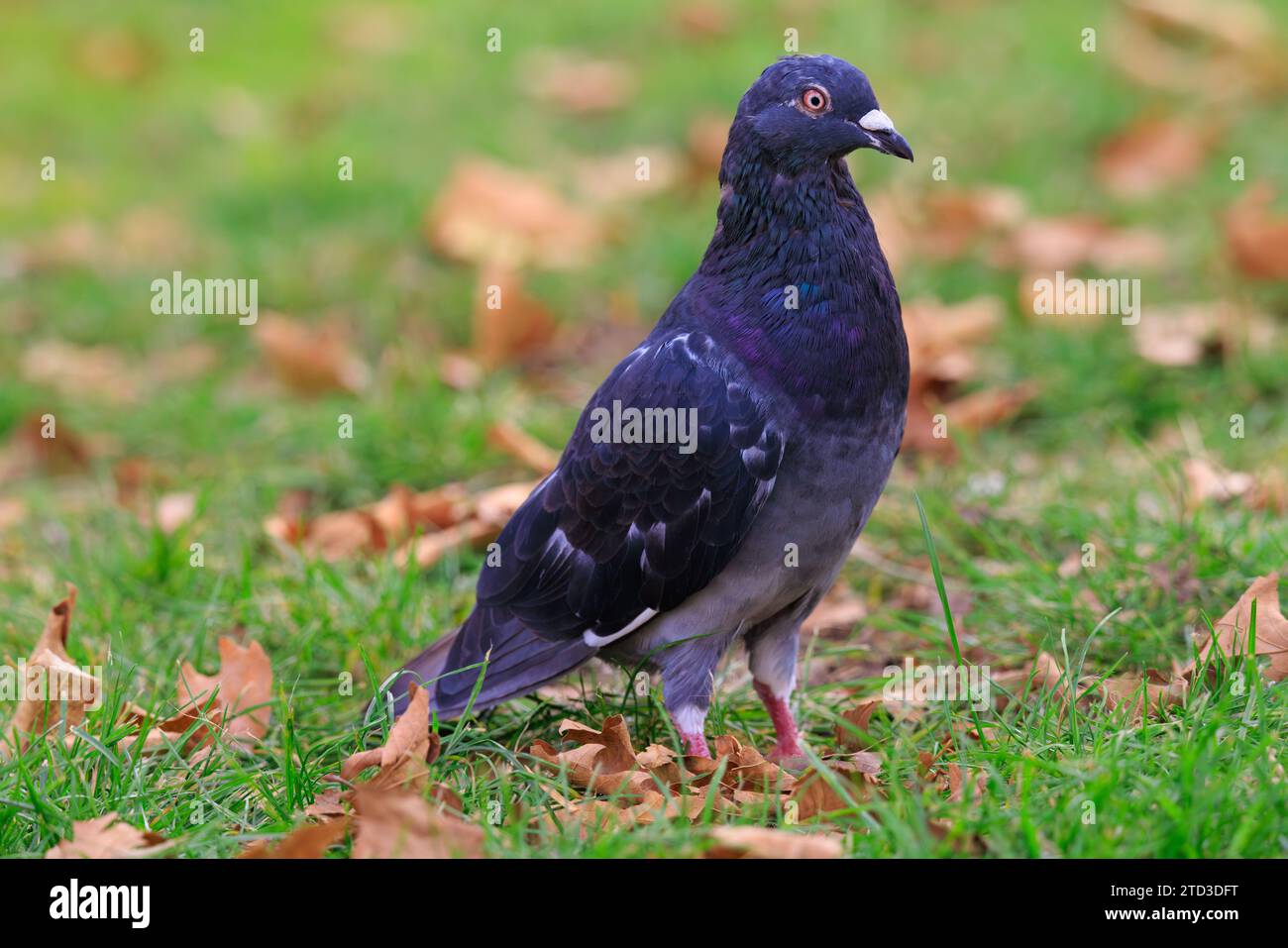 Pigeon commun assis dans l'herbe avec un iris rouge unique Banque D'Images