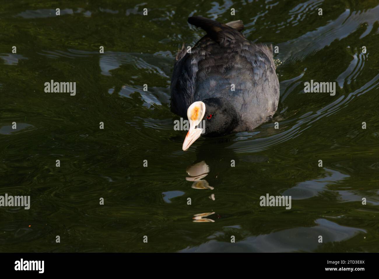 Eurasian Coot nageant vers le spectateur dans un plan d'eau Banque D'Images