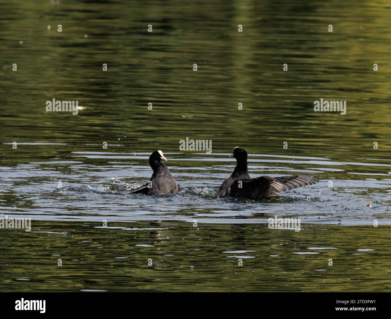 Deux cuisinières eurasiennes utilisant leurs pieds se battant et éclaboussant dans l'eau Banque D'Images