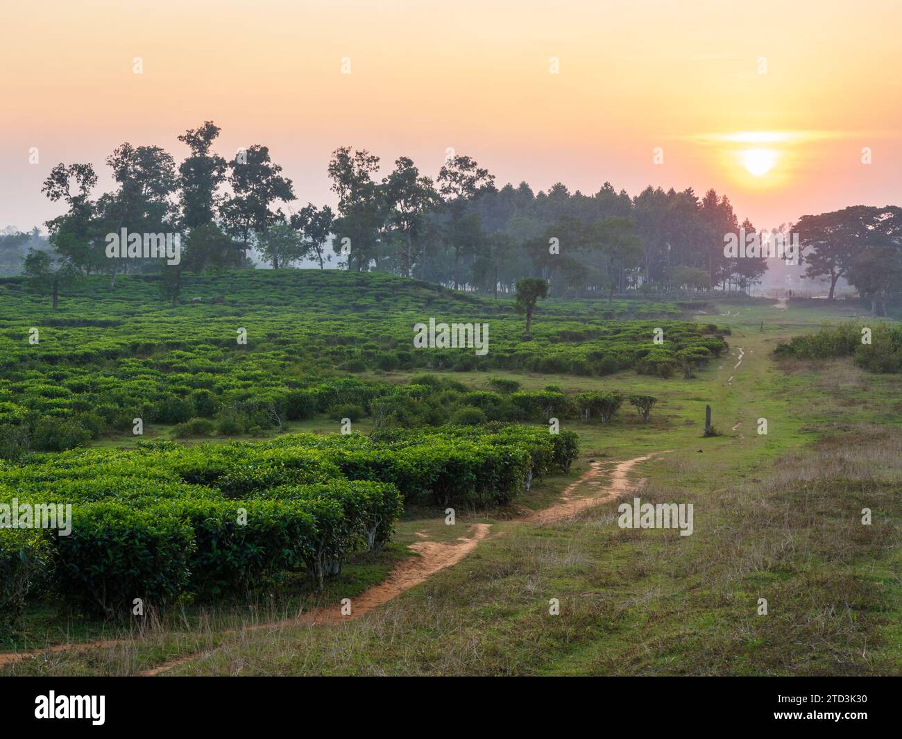 Vue panoramique de la plantation de thé au coucher du soleil à Srimongol aka Sreemangal, Bangladesh Banque D'Images