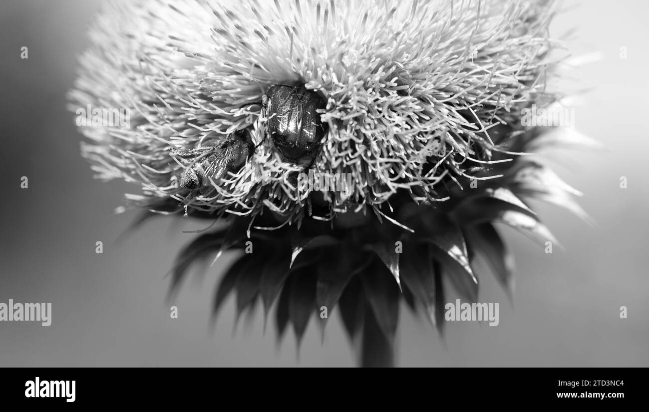 Fleurs roses de chardon-Marie bénies dans le champ. Plante Silybum marianum. St. La fleur de chardon de Marie est rose. Gros plan abeille collectant le pollen sur chardon violet fl Banque D'Images