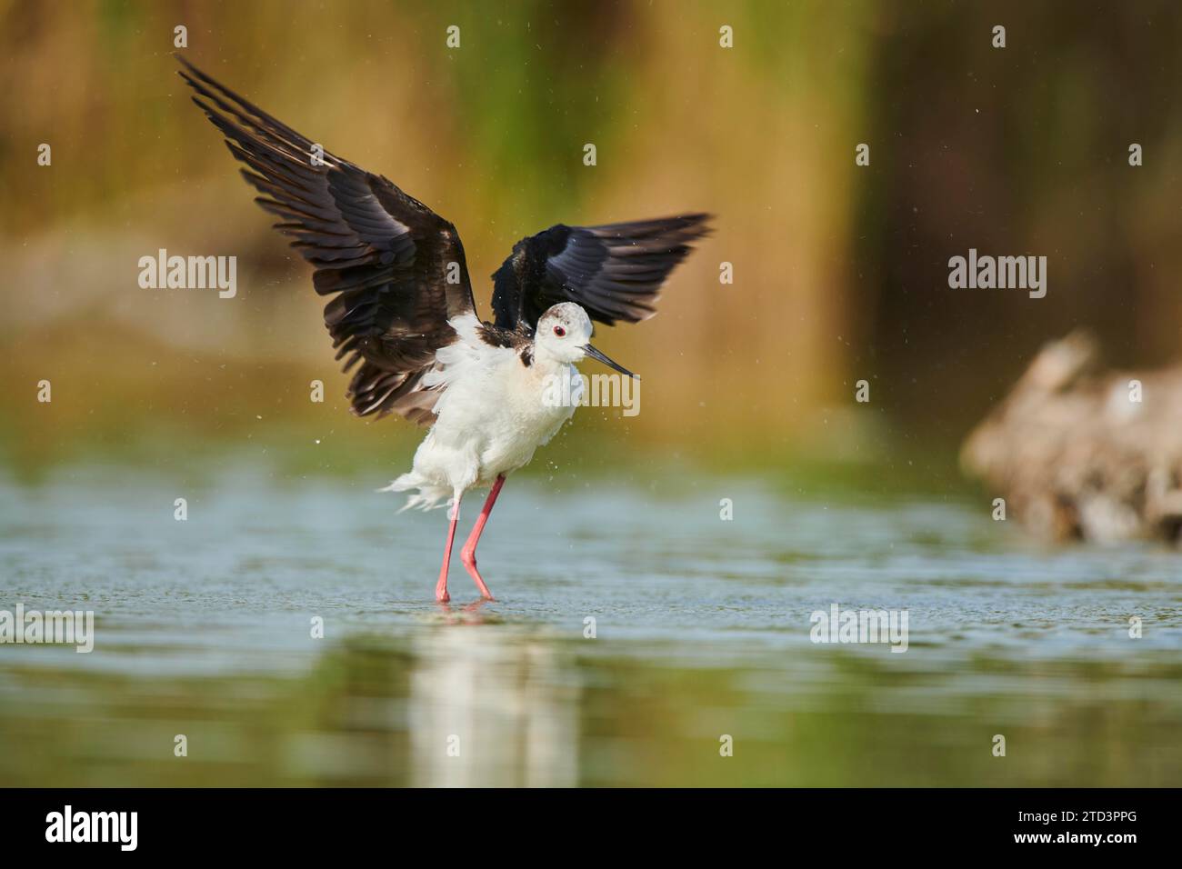 Pilotis à ailes noires (Himantopus himantopus) debout dans les plumes des ists de nettoyage de l'eau, Camargue, France Banque D'Images