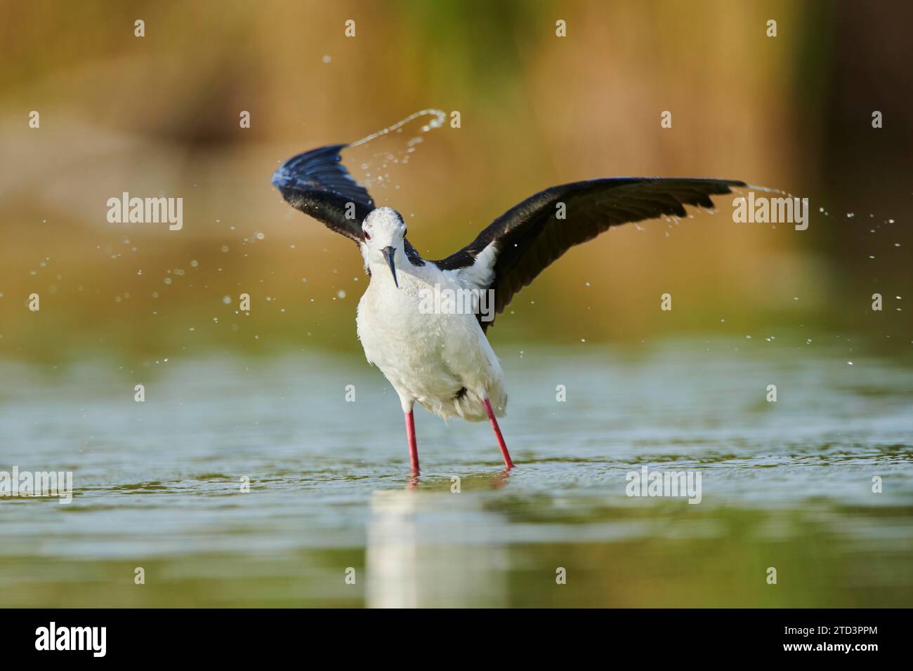 Pilotis à ailes noires (Himantopus himantopus) debout dans les plumes des ists de nettoyage de l'eau, Camargue, France Banque D'Images