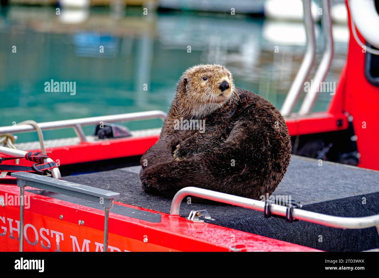 Loutre de mer (Enhydra lutris) ou loutre de mer assise sur un bateau dans le port de Seward, Alaska du Sud-est, Alaska, États-Unis Banque D'Images