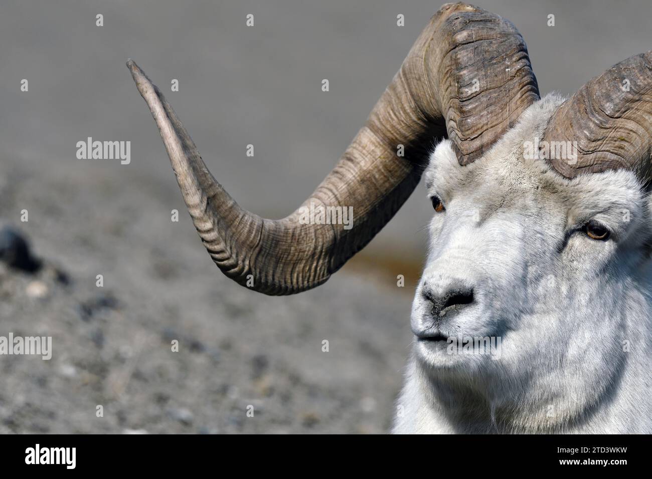Mouton Dall (Ovis dalli) ou mouton Dall, ici un bélier, vue détaillée, Sheep Mountain, territoire du Yukon, Canada Banque D'Images