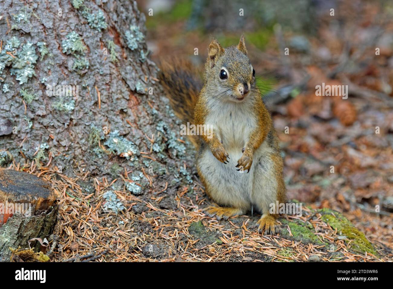 Écureuil roux commun du Canada (Tamiasciurus hudsonicus) appuyé contre un arbre, territoire du Yukon, Canada Banque D'Images