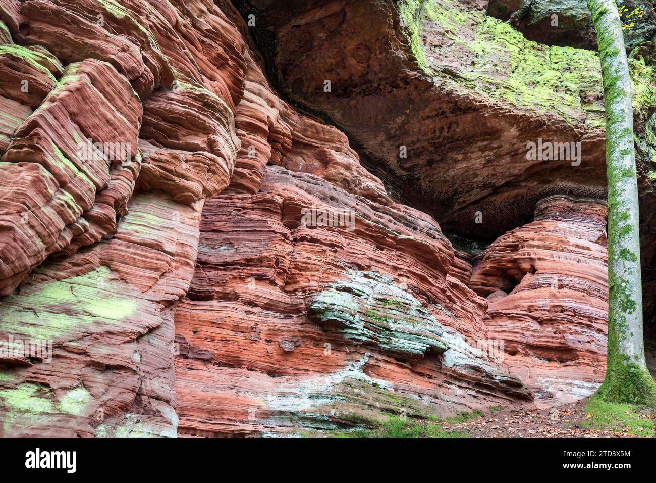 Roche de vieux château, formation rocheuse de grès rouge, monument naturel et culturel, Brechenberg près d'Eppenbrunn, Forêt du Palatinat, Rhénanie-Palatinat Banque D'Images