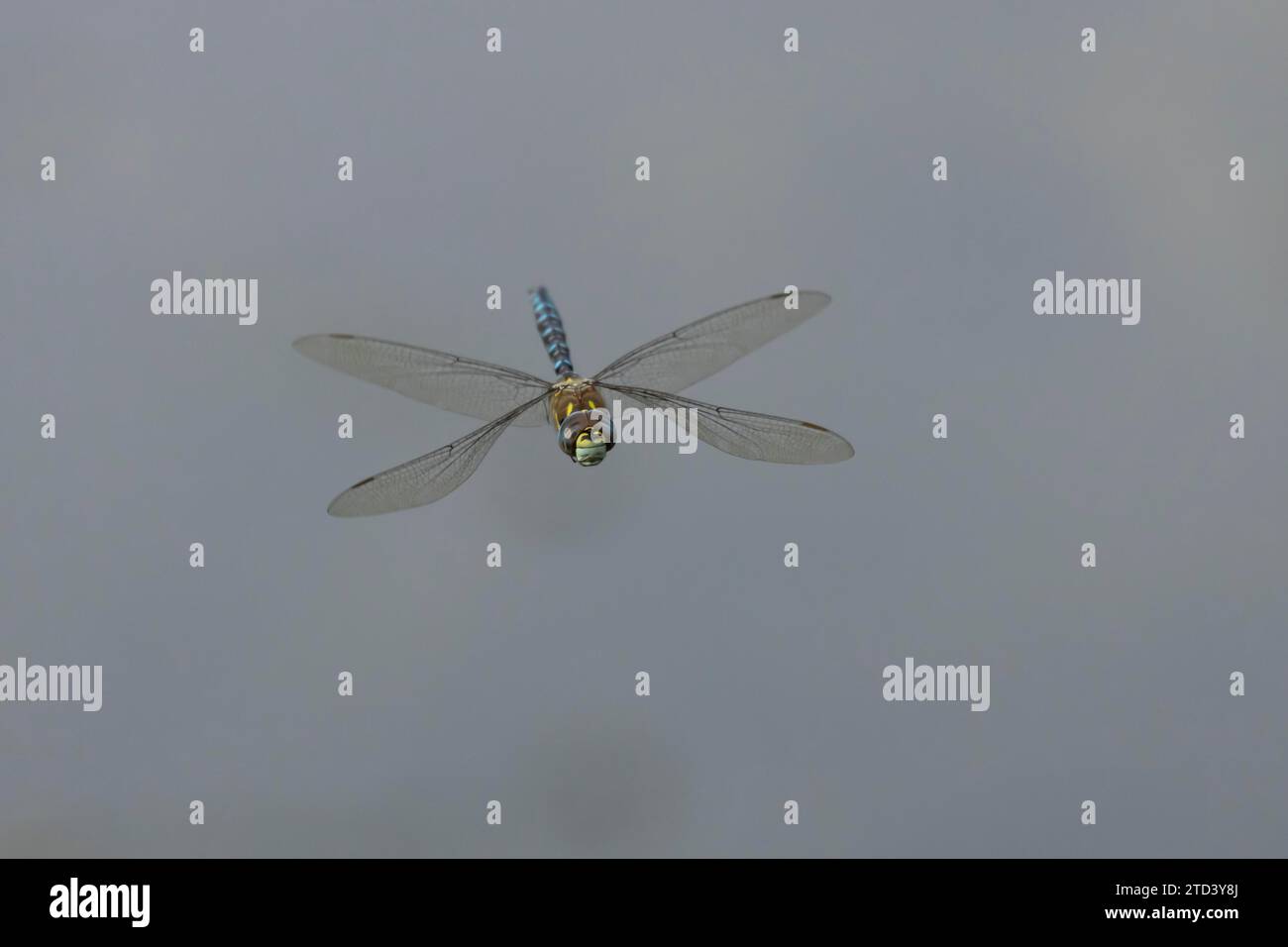 Libellule migrant Hawker (Aeshna mixta) adulte survolant un étang, Suffolk, Angleterre, Royaume-Uni Banque D'Images