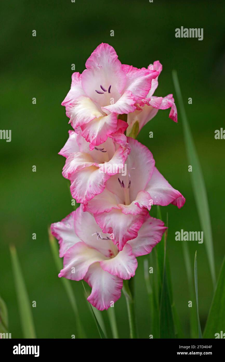 Lys d'épée (Gladiolus), Kiel, Schleswig-Holstein, Allemagne Banque D'Images