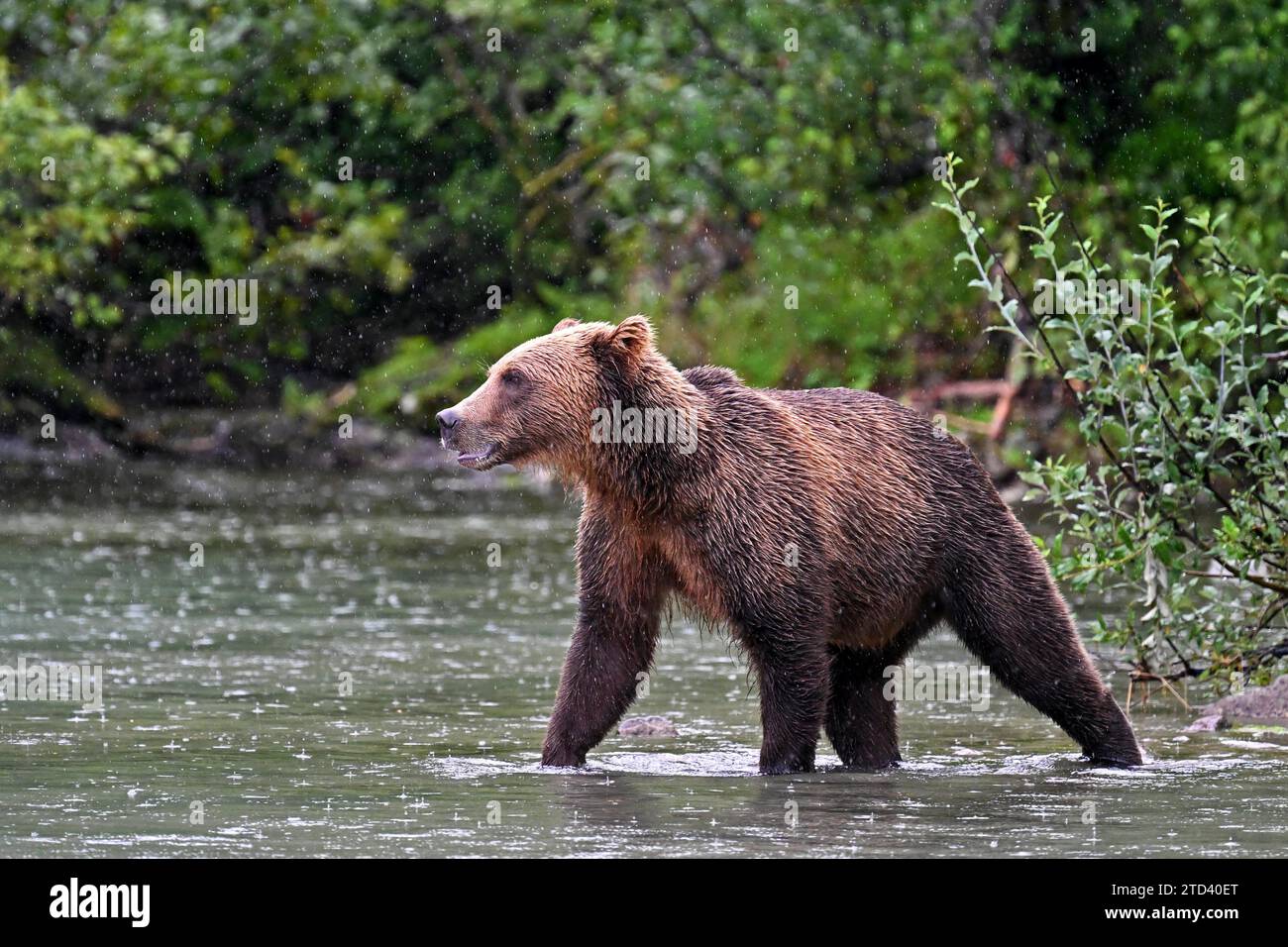 Ours brun (Ursus arctos) marchant dans l'eau, parc national du lac Clark, Alaska Banque D'Images