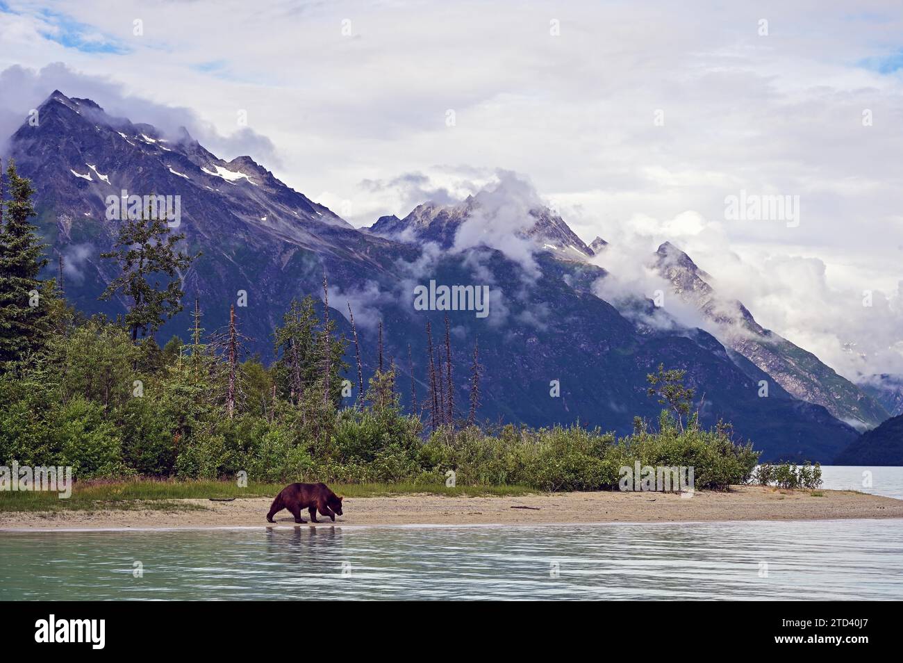 Ours brun (Ursus arctos) marchant le long de la rive, parc national du lac Clark, Alaska Banque D'Images