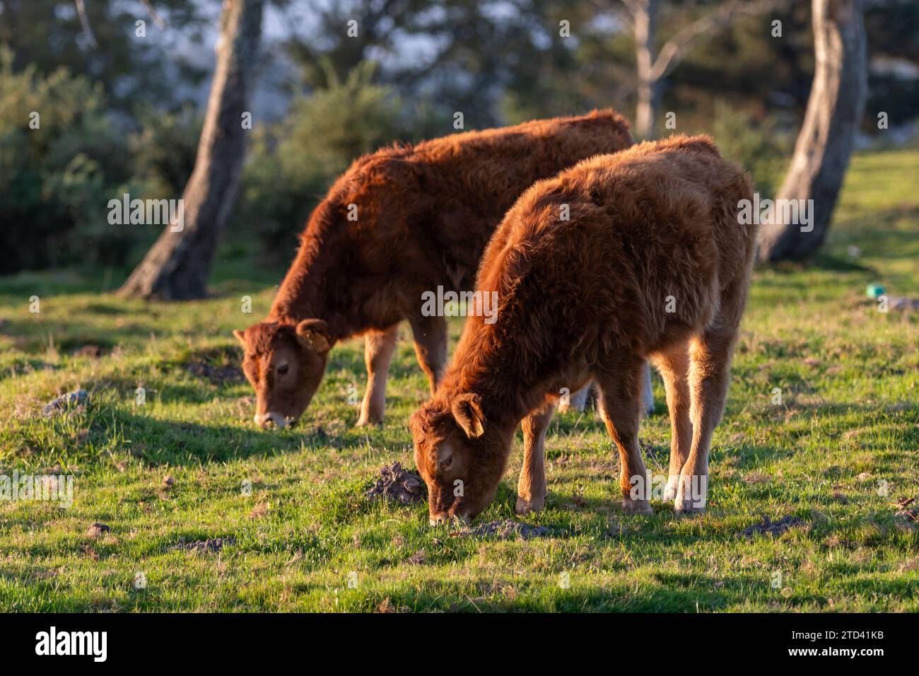 Deux veaux paissent paisiblement dans les prairies du mont Jaizkibel, à Irun, Gipuzkoa, pays Basque, Espagne, pendant un beau coucher de soleil chaud Banque D'Images