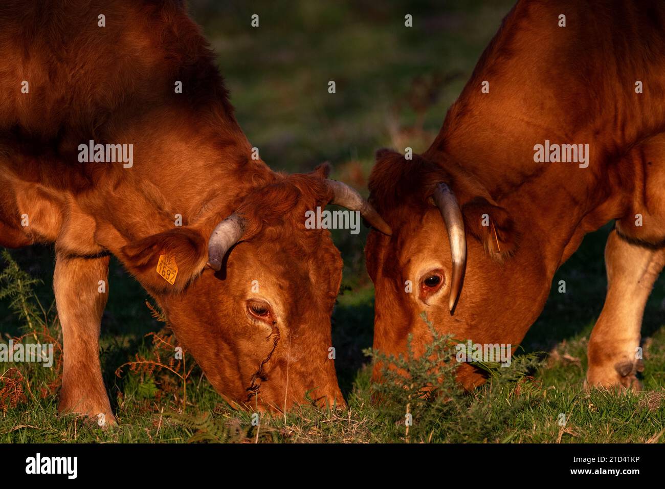 Vaches paissant paisiblement dans un pré sur le mont Jaizkibel, à Irun, Gipuzkoa, pays Basque, Espagne, lors d'un coucher de soleil chaud Banque D'Images
