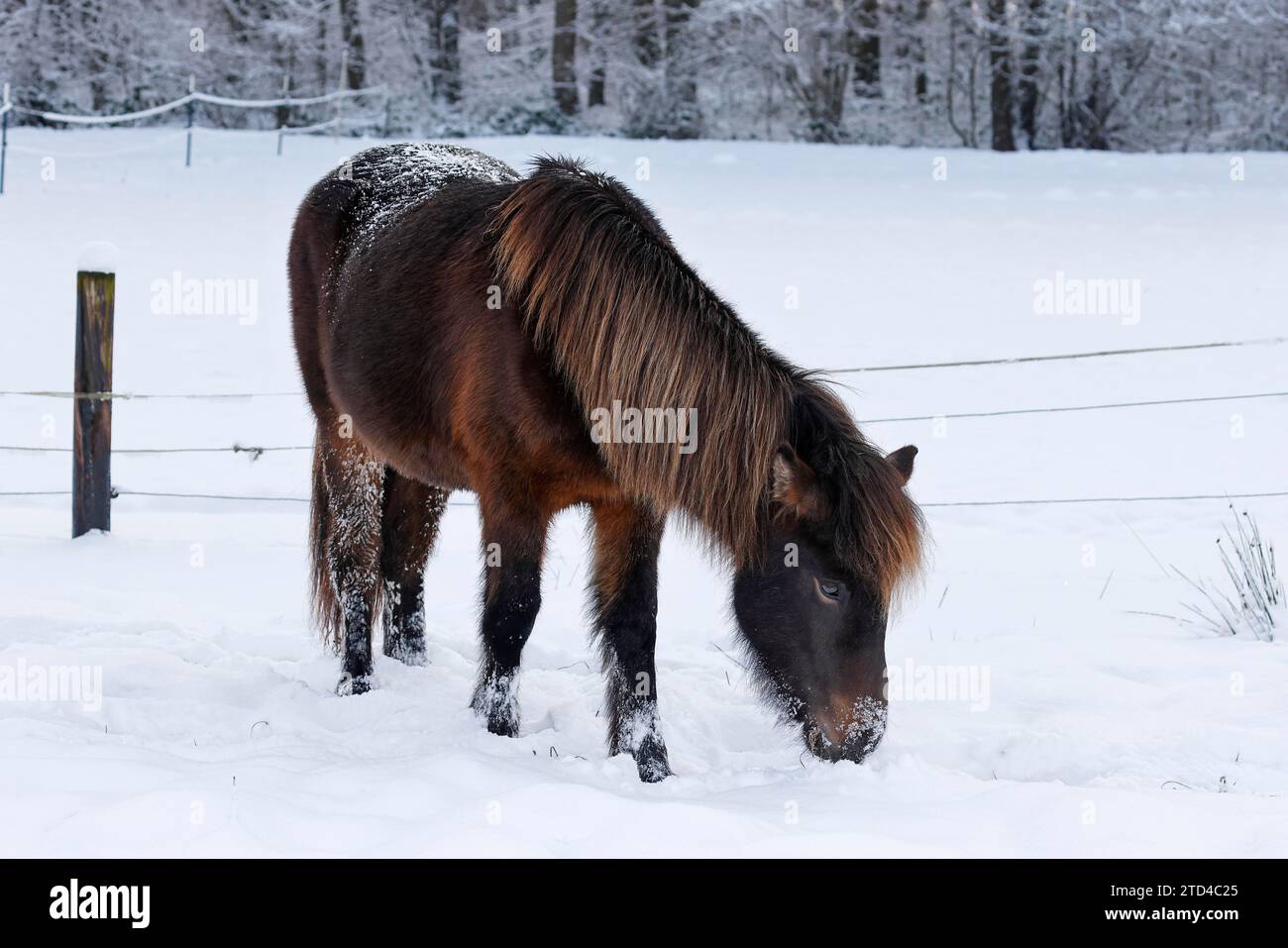 Cheval islandais (Equus islandicus) à la recherche de nourriture sous la neige sur les pâturages d'hiver, jeune cheval, Schleswig-Holstein, Allemagne Banque D'Images