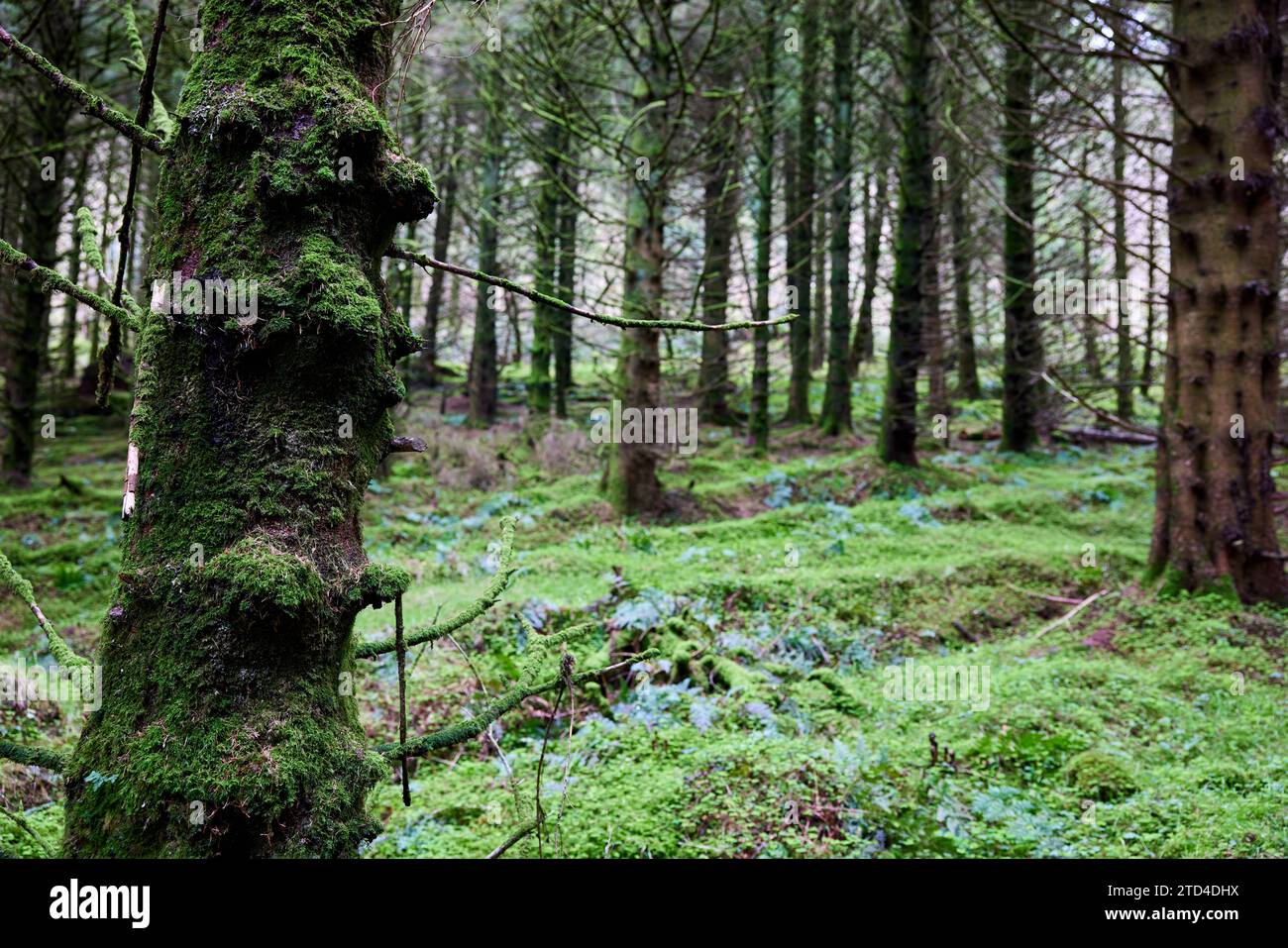 Pins dans Glenariff Forest Park, comté d'Antrim, Irlande du Nord Banque D'Images