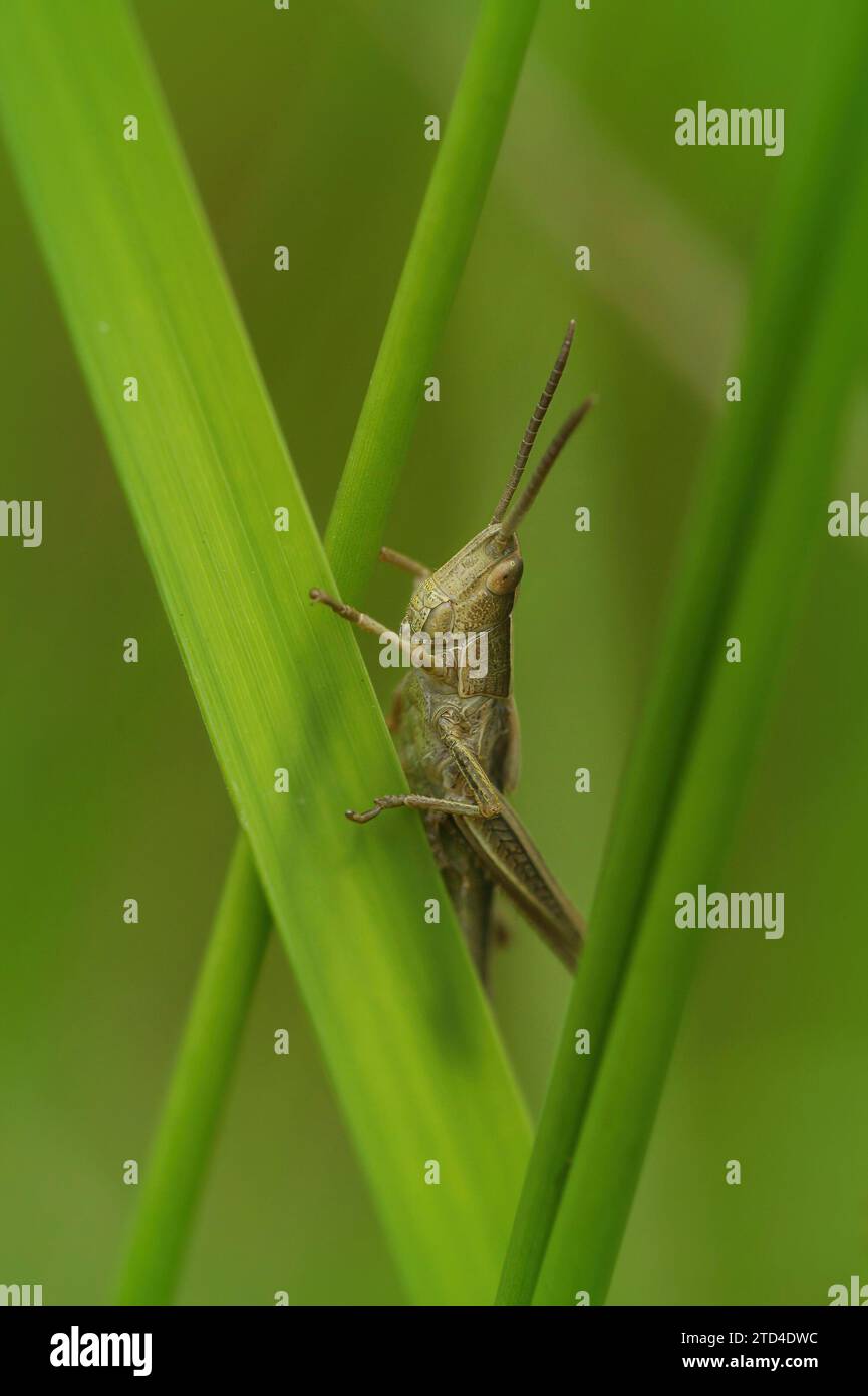 Gros plan naturel sur la sauterelle commune européenne, Pseudochorthippus parallelus dans l'herbe Banque D'Images