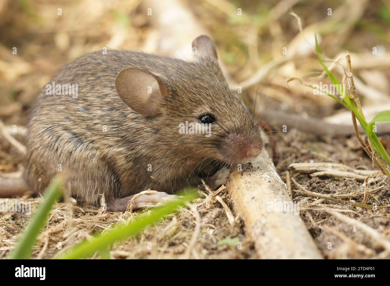 Gros plan naturel sur une jeune souris commune européenne molletonnée juvénile Mus musculus Banque D'Images