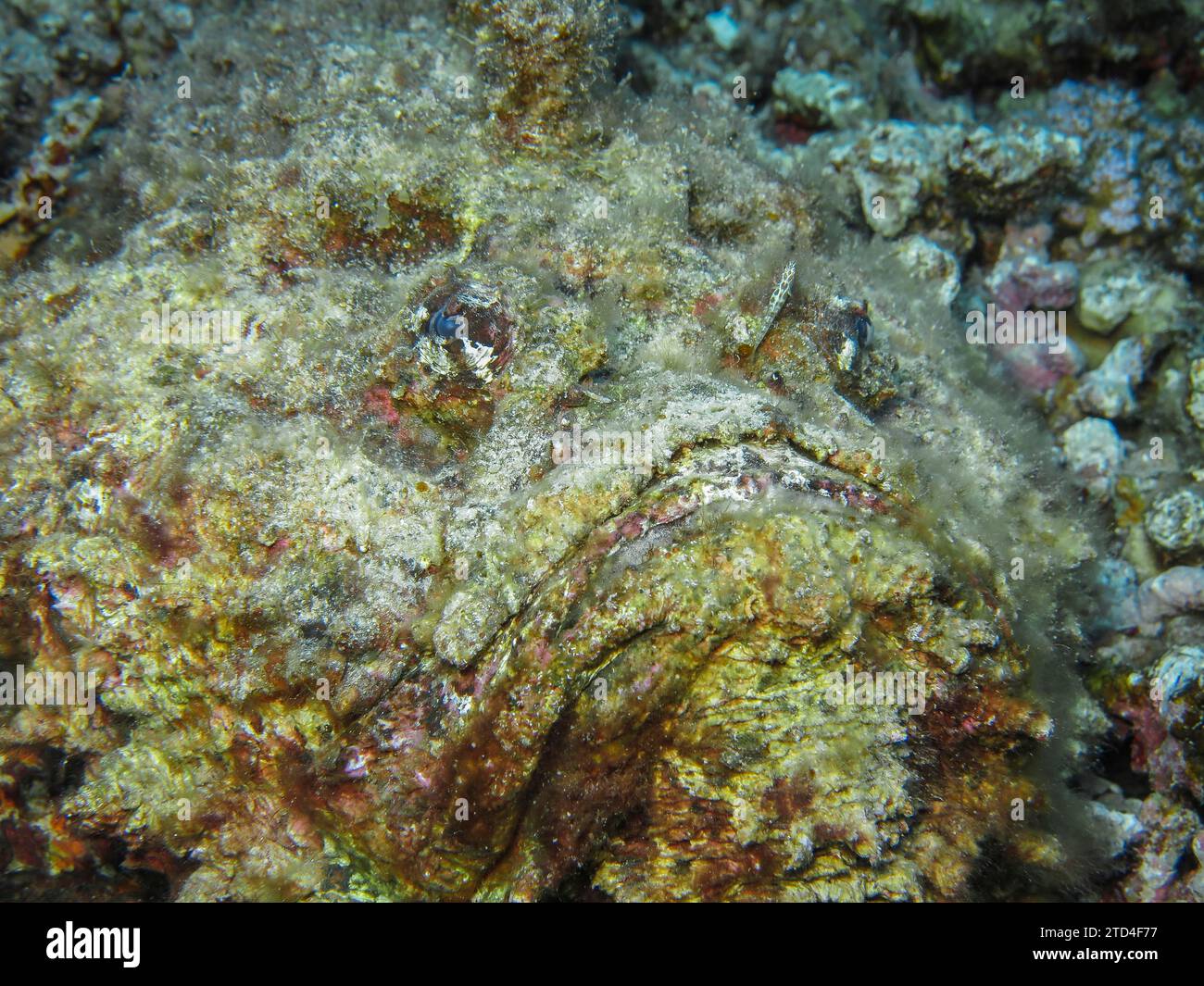 Stonefish (Synanceia verrucosa), photo sous-marine, site de plongée Blue Hole, Dahab, Golfe d'Aqaba, Mer Rouge, Sinaï, Égypte Banque D'Images