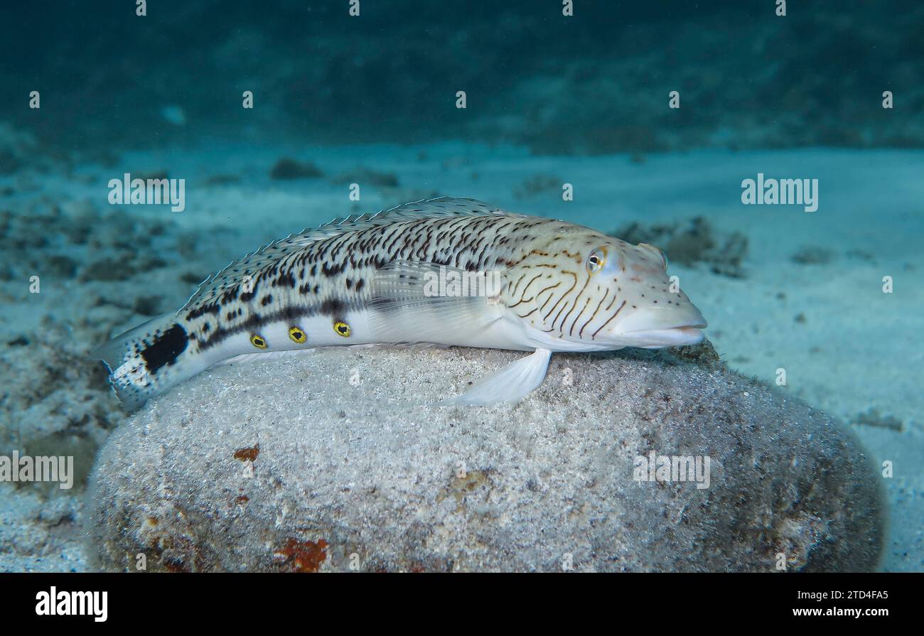 Lizardfish (Synodontidae), photo sous-marine, site de plongée le Canyon, Dahab, Golfe d'Aqaba, Mer Rouge, Sinaï, Égypte Banque D'Images