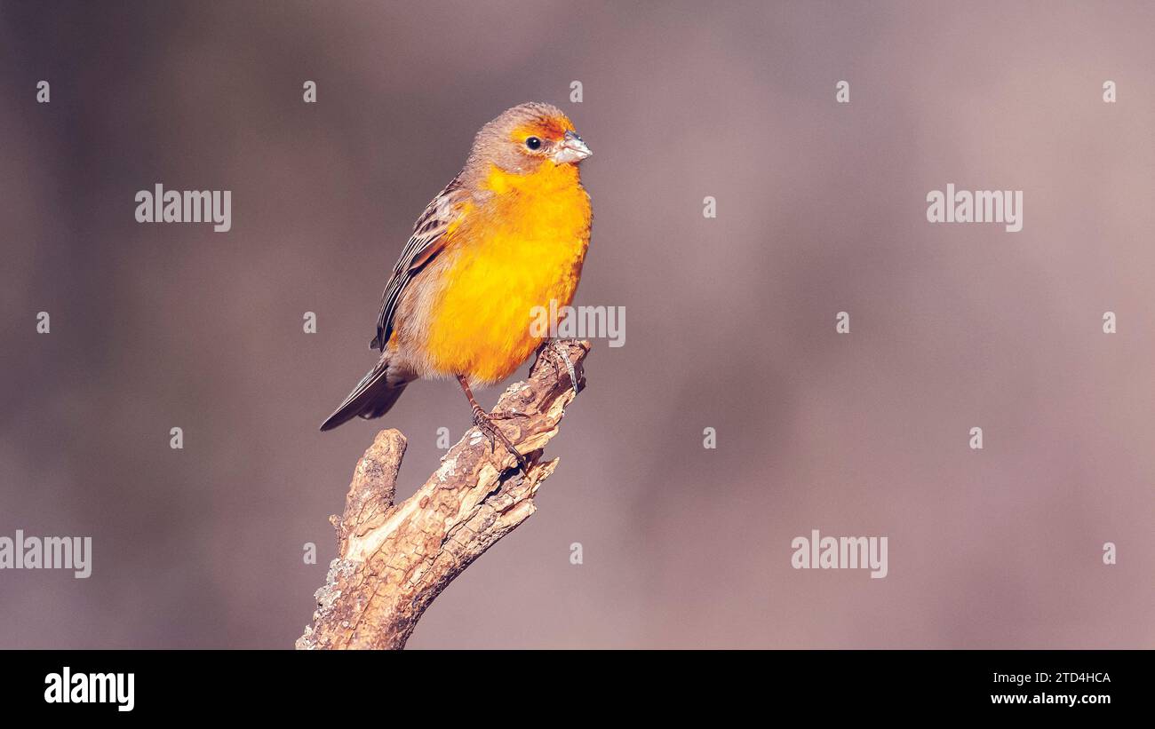 Finch safran, Sicalis flaveola, la Pampa, Argentine. Banque D'Images