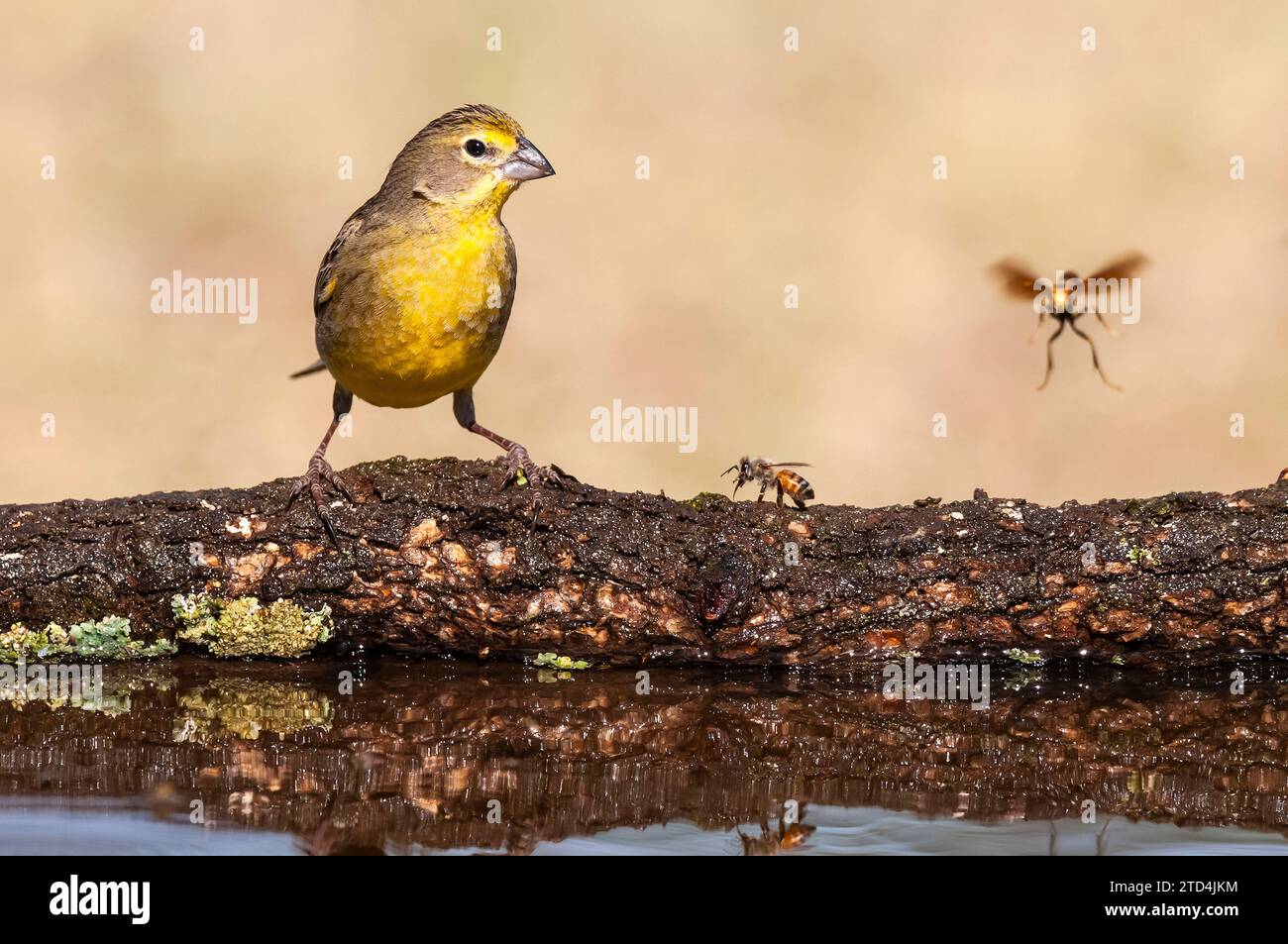 Finch safran, Sicalis flaveola, la Pampa, Argentine. Banque D'Images
