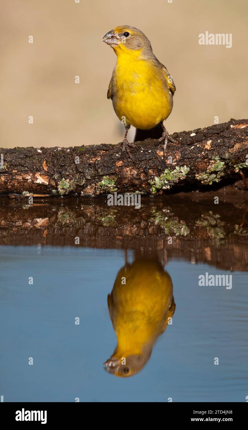 Finch safran, Sicalis flaveola, la Pampa, Argentine. Banque D'Images