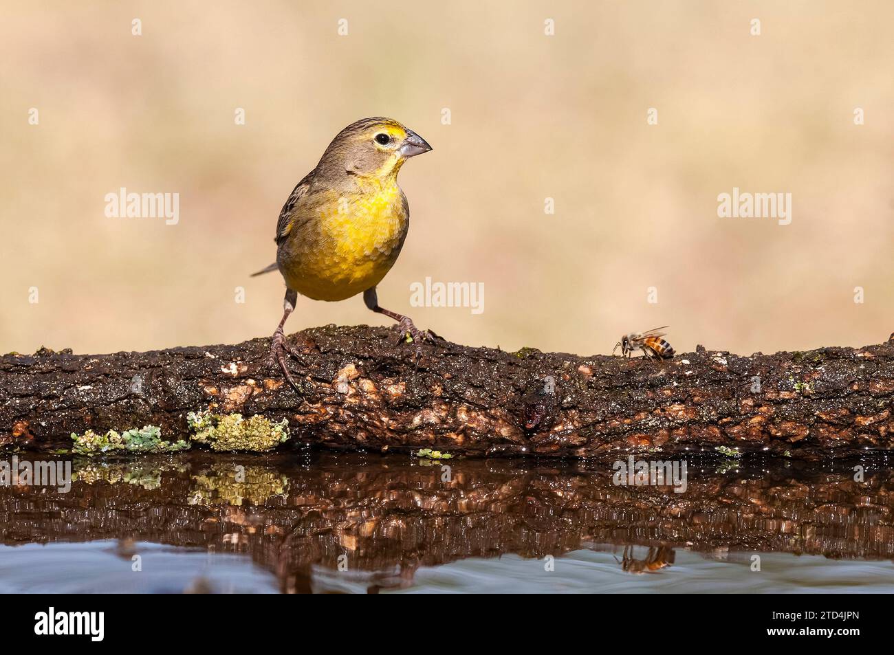 Finch safran, Sicalis flaveola, la Pampa, Argentine. Banque D'Images
