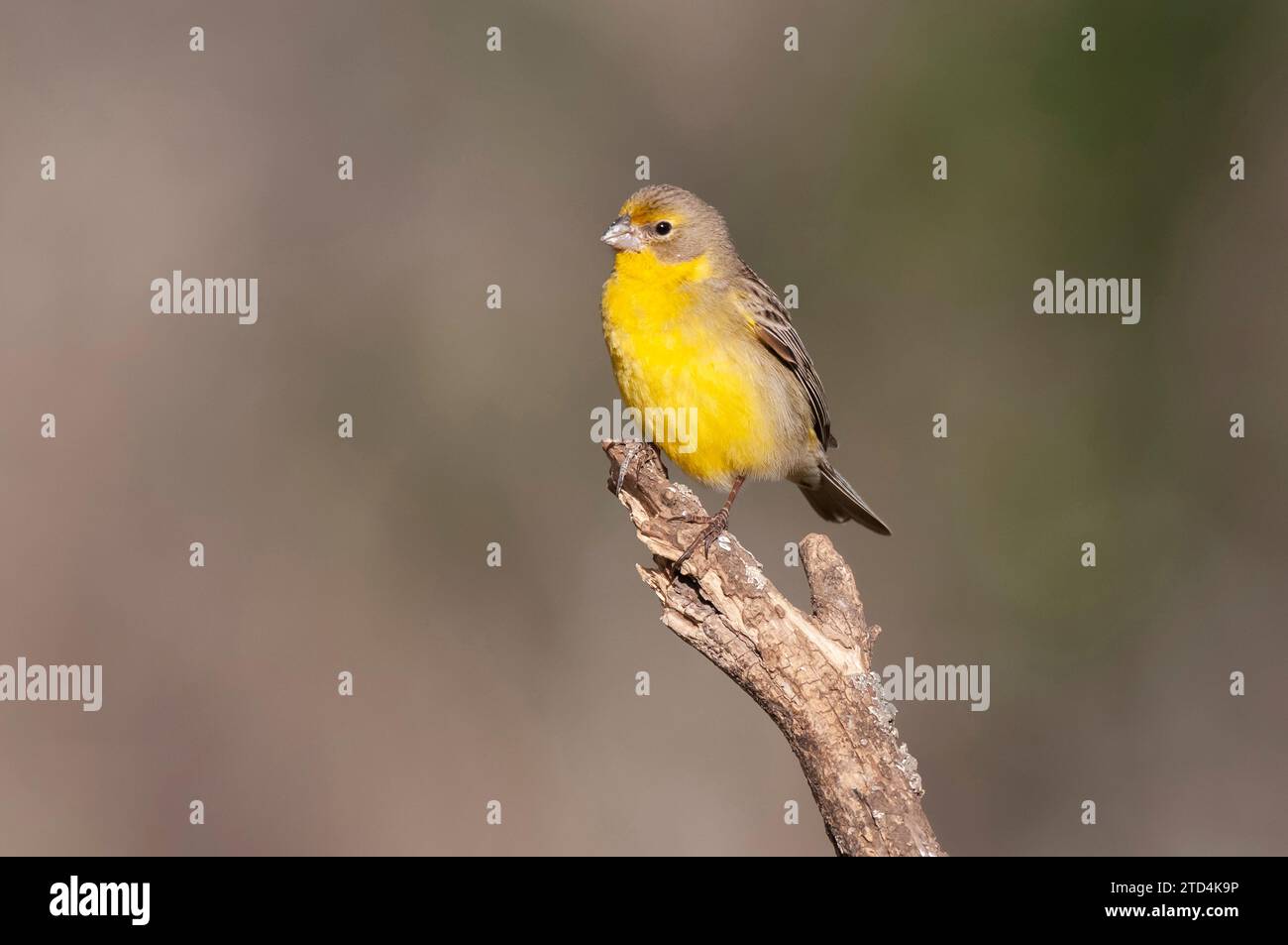 Finch safran, Sicalis flaveola, la Pampa, Argentine. Banque D'Images