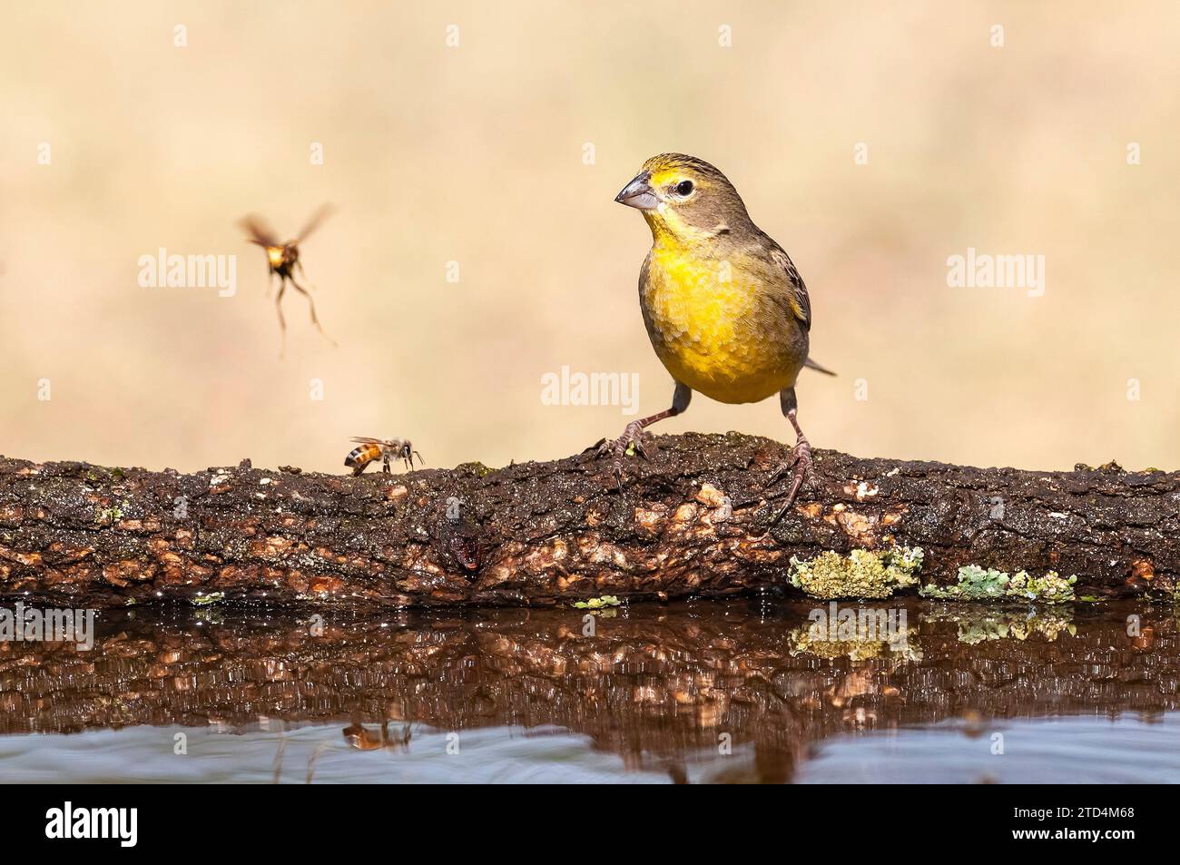 Finch safran, Sicalis flaveola, la Pampa, Argentine. Banque D'Images