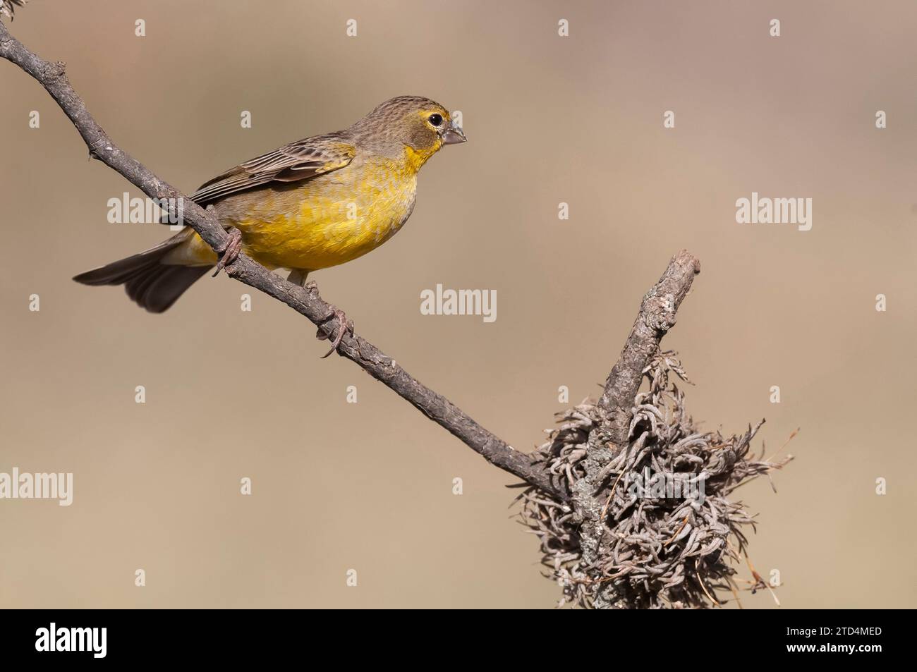 Finch safran, Sicalis flaveola, la Pampa, Argentine. Banque D'Images