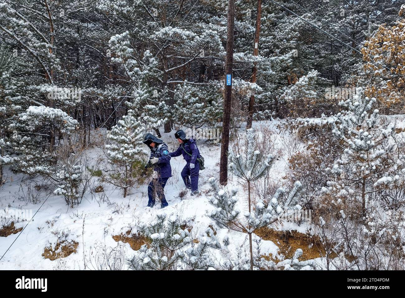 (231216) -- PÉKIN, 16 déc. 2023 (Xinhua) -- des membres du personnel d'une compagnie d'alimentation électrique de la State Grid Corporation of China patrouillent les lignes électriques dans la neige dans la préfecture autonome coréenne de Yanbian, dans la province de Jilin, au nord-est de la Chine, le 15 décembre 2023. (Photo de Ding Jibo/Xinhua) Banque D'Images