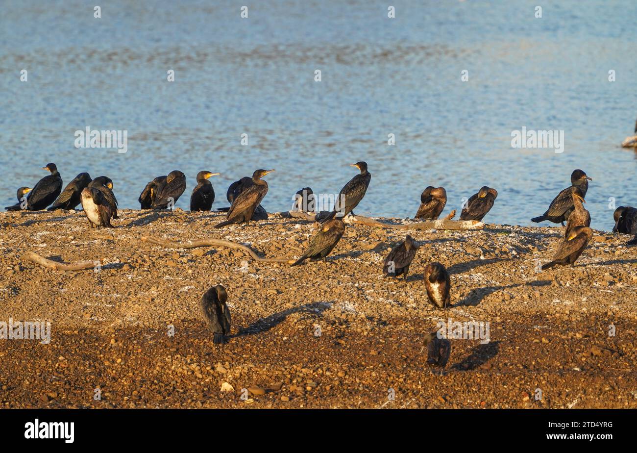 Groupe de grands cormorans (Phalacrocorax carbo) reposant sur une île en lagune, Guadalhorce, Andalousie, espagne. Banque D'Images