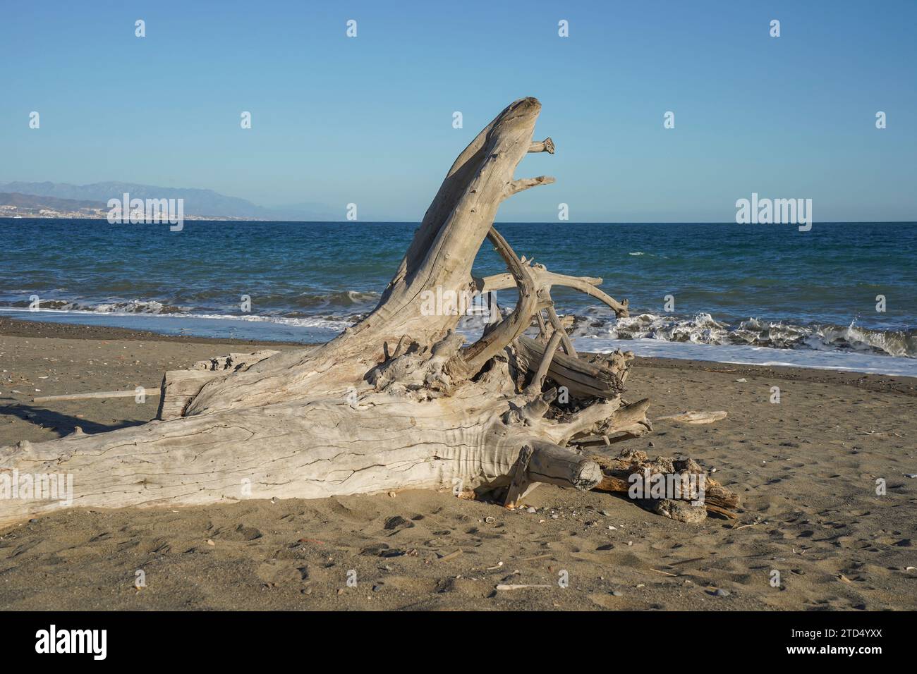Bois flotté, tronc lavé sur le rivage de Malaga, Espagne. Banque D'Images
