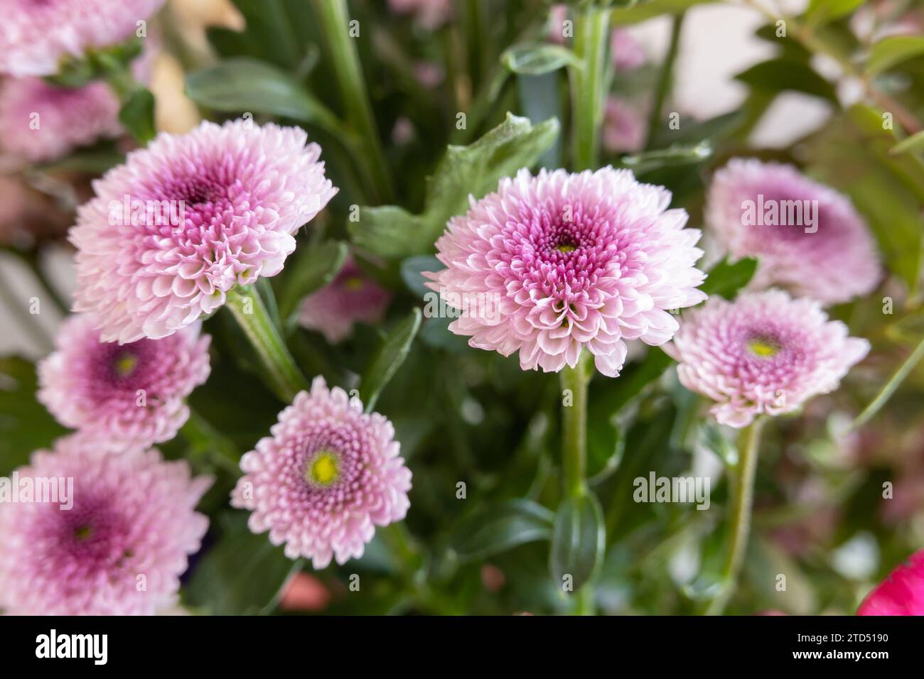 Marguerite fleuriste (Chrysanthemum morifolium ou Dendranthema grandiflorum) connue aussi sous le nom de maman de jardin robuste Banque D'Images