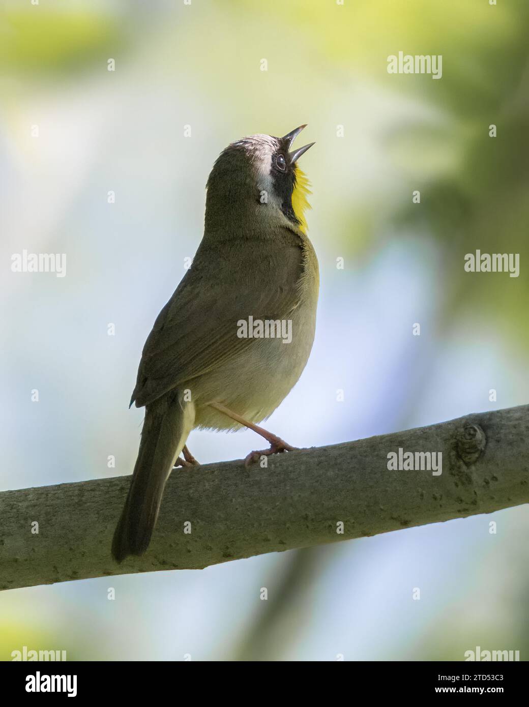 Gros plan d'un mâle chantant Common Yellowthroat Warbler perché sur une branche d'arbre Banque D'Images