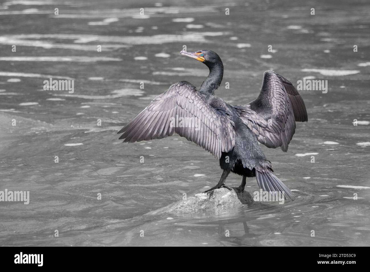 Cormoran à double crête sur un rocher dans une rivière avec des ailes étalées pour sécher Banque D'Images