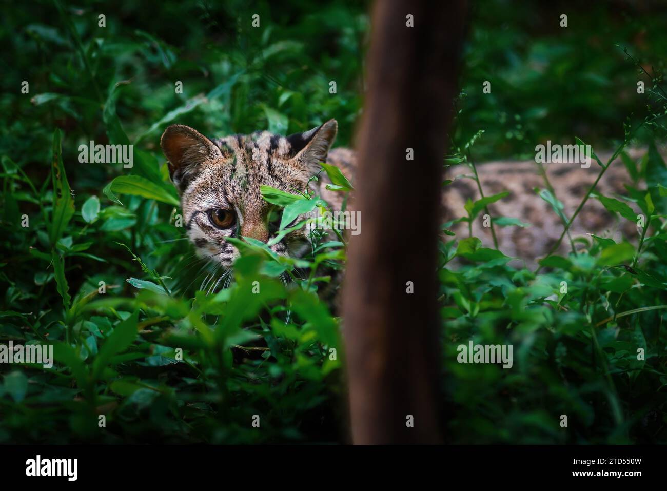 Cache d'Oncilla (Leopardus tigrinus) - chat sauvage tacheté d'Amérique centrale et du Sud Banque D'Images