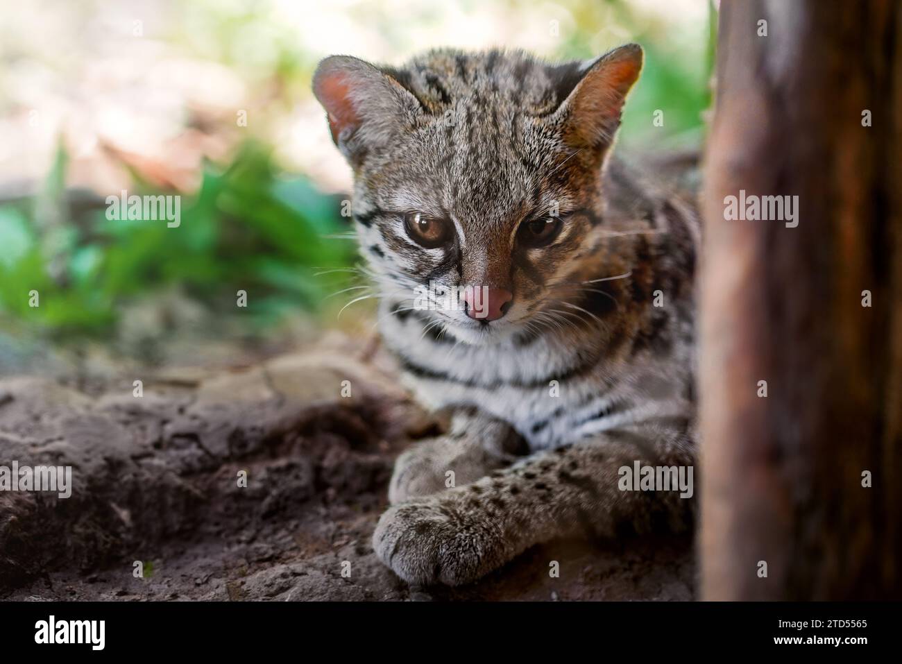 Oncilla (Leopardus tigrinus) - Chat sauvage tacheté d'Amérique centrale et du Sud Banque D'Images